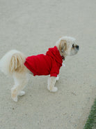 A small, fluffy dog in a Red Dog Hoodie with a red and gold logo patch stands on a sandy path, facing right.