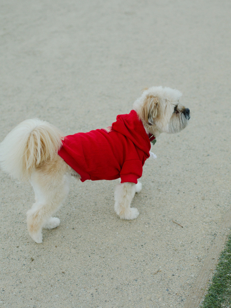 A small, fluffy dog in a Red Dog Hoodie with a red and gold logo patch stands on a sandy path, facing right.