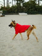 A stylish dog wearing a Red Dog Hoodie with a Red/Gold Logo Patch frolics playfully on a sandy surface, surrounded by trees in the background.
