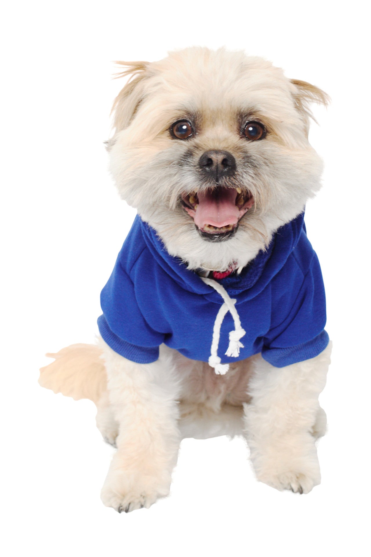 A stylish fluffy dog in a Blue Dog Hoodie with a Yellow/Blue Logo Patch sits and smiles against a white background.