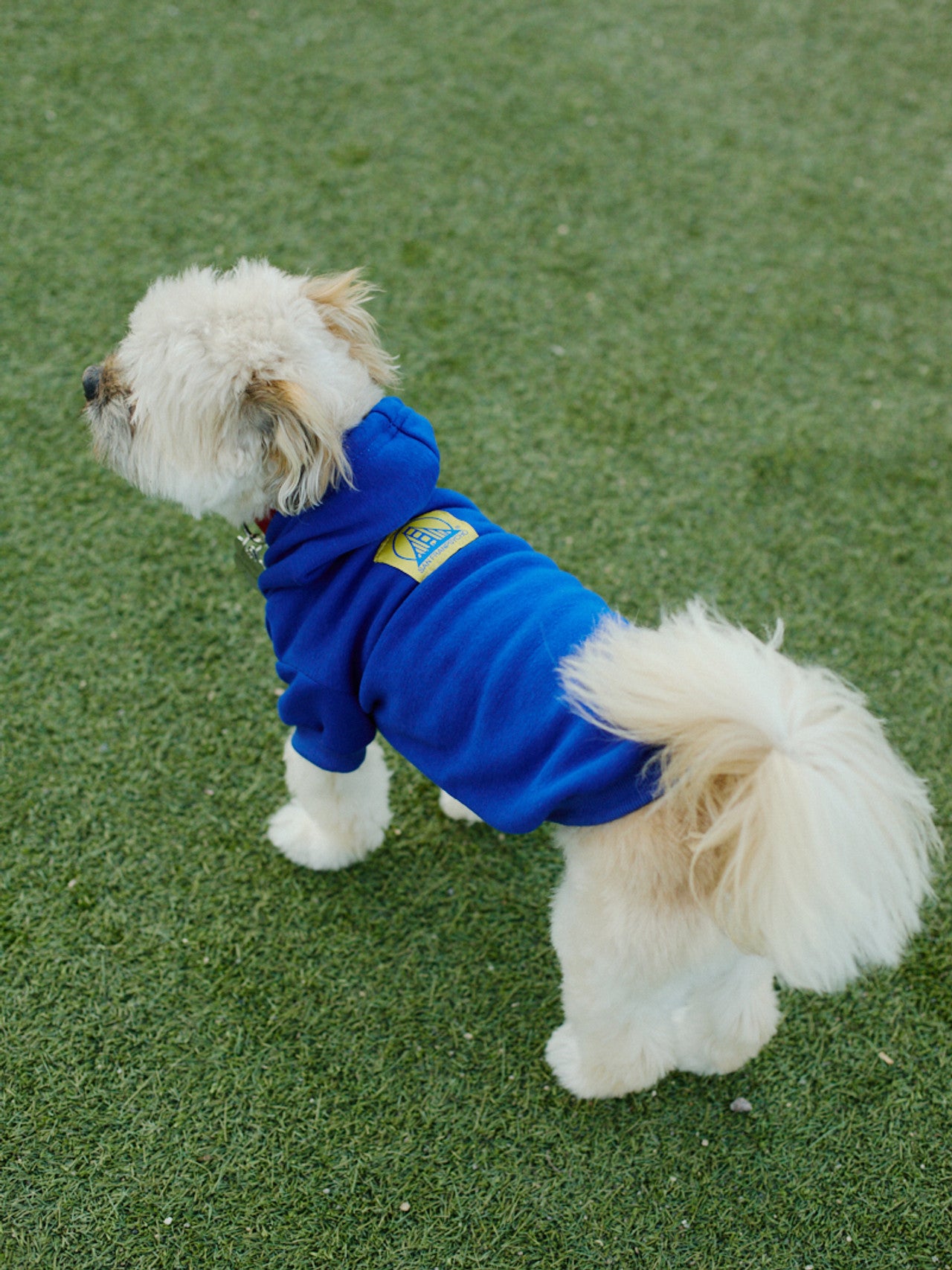 A fashionable fluffy dog wearing a Blue Dog Hoodie with a Yellow/Blue Logo Patch stands on a grassy field, keeping warm and cozy.