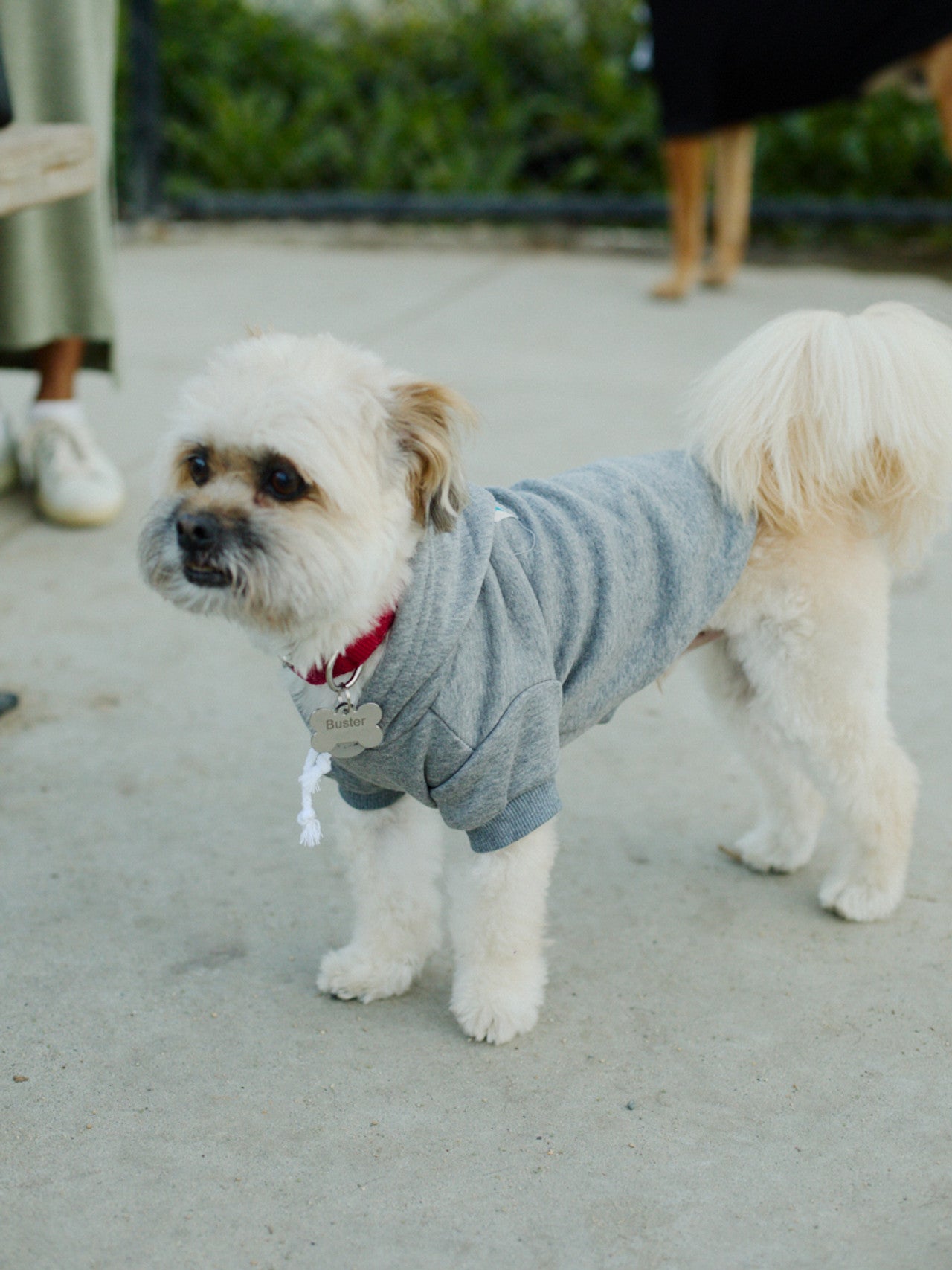 A small, fluffy dog stands on the sidewalk, looking alert and warm in a Grey Dog Hoodie with a Natural/Blue Logo Patch.