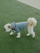 A small dog in a Grey Dog Hoodie w/Natural/Blue Logo Patch strolls on the green grass, looking warm and cozy.