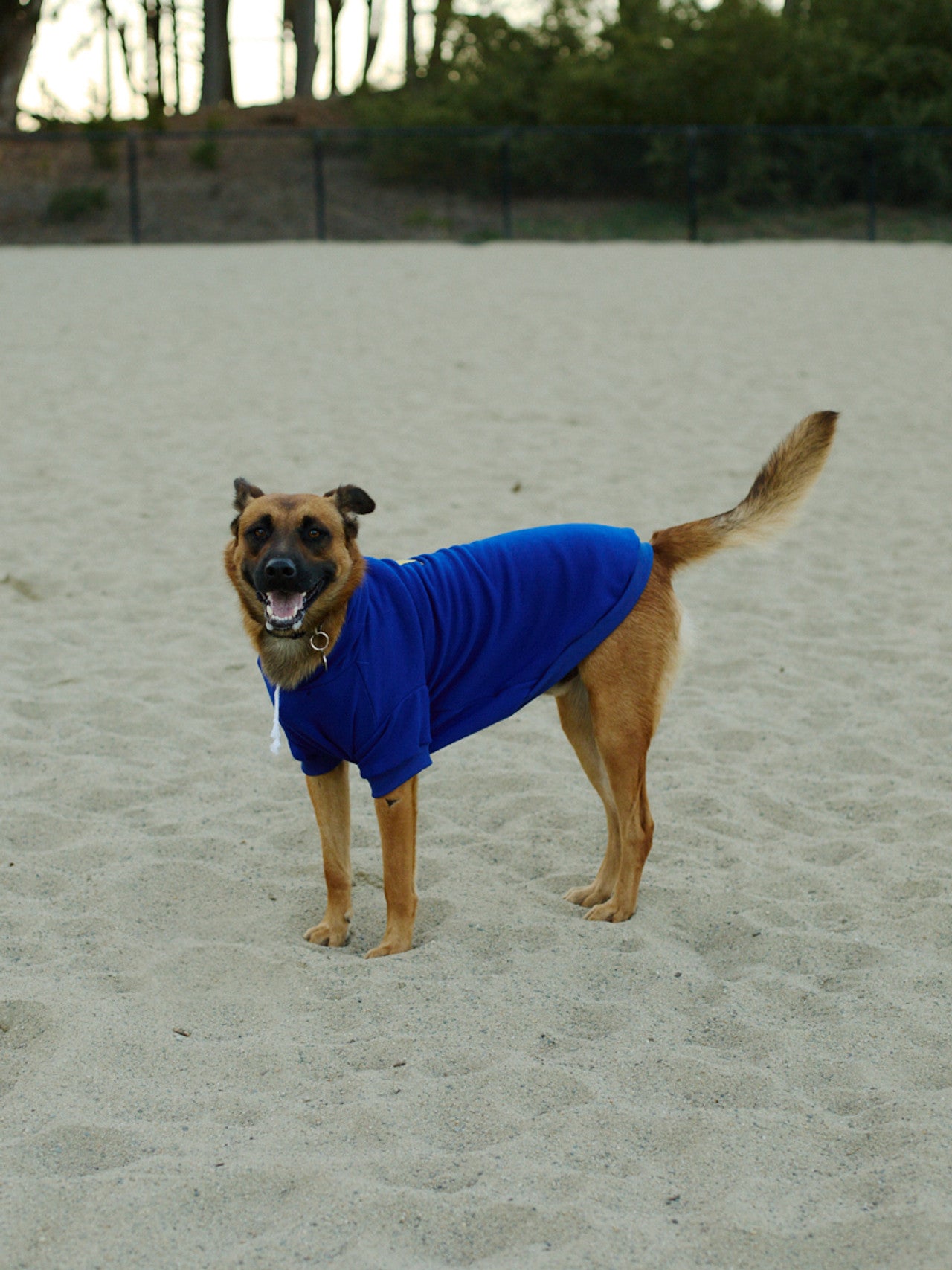 A stylish dog in a warm Blue Dog Hoodie with a Yellow/Blue Logo Patch stands on a sandy surface with trees in the background.