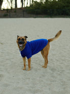 A stylish dog in a warm Blue Dog Hoodie with a Yellow/Blue Logo Patch stands on a sandy surface with trees in the background.