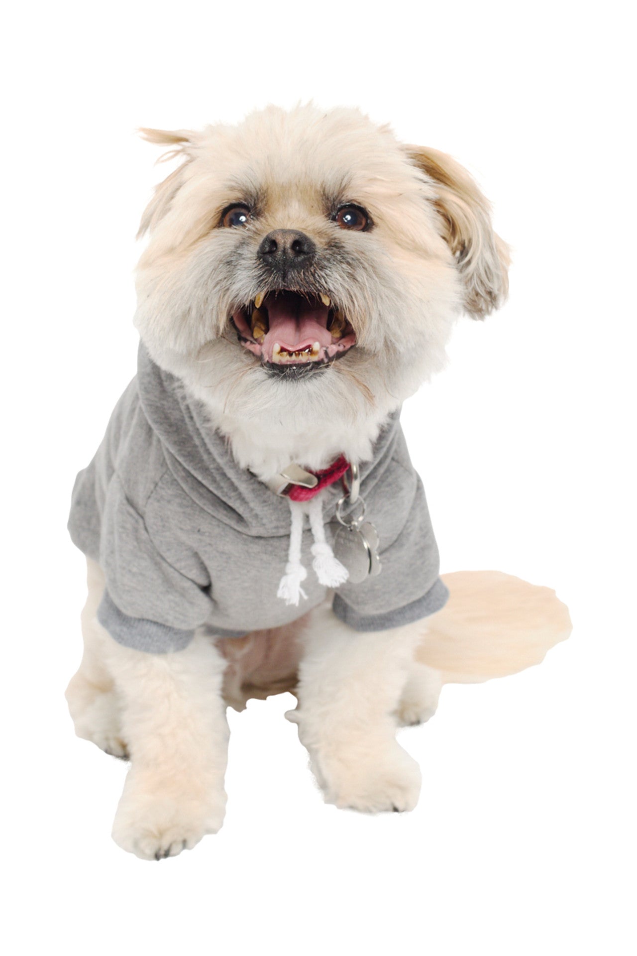 A small, fluffy dog sits stylishly in a Grey Dog Hoodie with a Natural/Blue Logo Patch, exuding warmth as it gazes forward against a white background.
